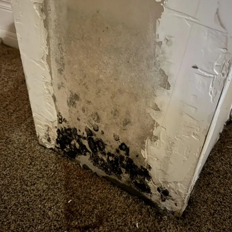 Professional Mold Removal in Coralville, IA